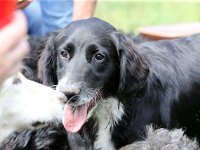 Puppys van Bliss040622-0127